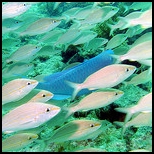 Retirement and Fishing-Florida Keys