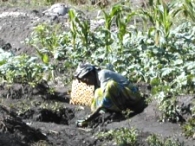 volunteering in Zambia when retired, harvesting the greens  
