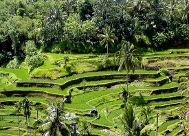 Retire in Bali