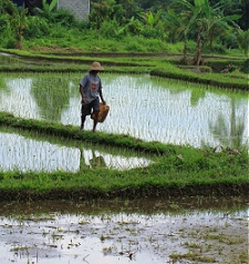 Retire in Bali