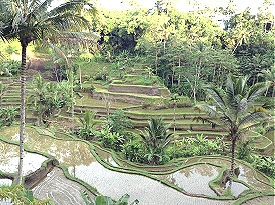 Retire in Bali