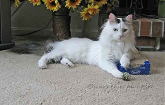 Retirement and cats
