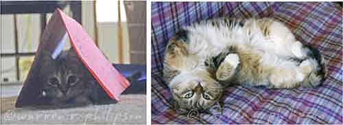 Retirement and cats