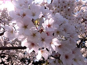 Retire in Japan