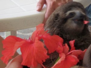 Volunteering in Costa Rica