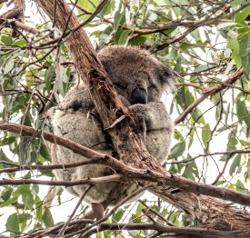 Retire in Australia