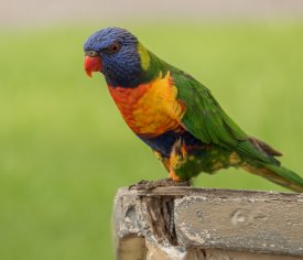 Retire in Australia