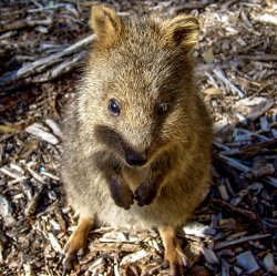 Quokka photo: ©Alison Armstrong Retire in Australia