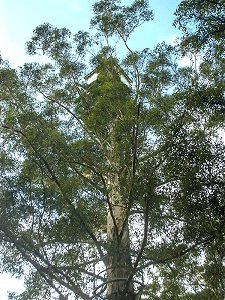 Diamond Tree photo: ©Alison Armstrong Retire in Australia