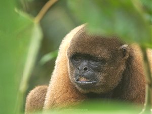 Retirement and volunteering in the Ecuadorean Amazon