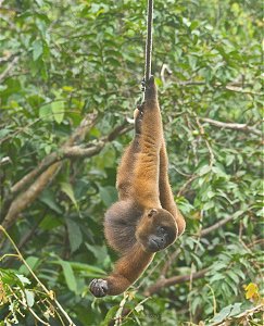 Retirement and volunteering in the Ecuadorean Amazon