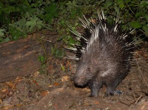 Thailand porcupine photo: ©Robert Ferguson Retire in Thailand
