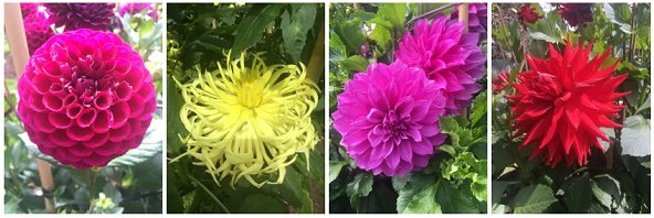 Vacation in Australia