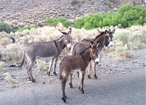 Retirement Adventures